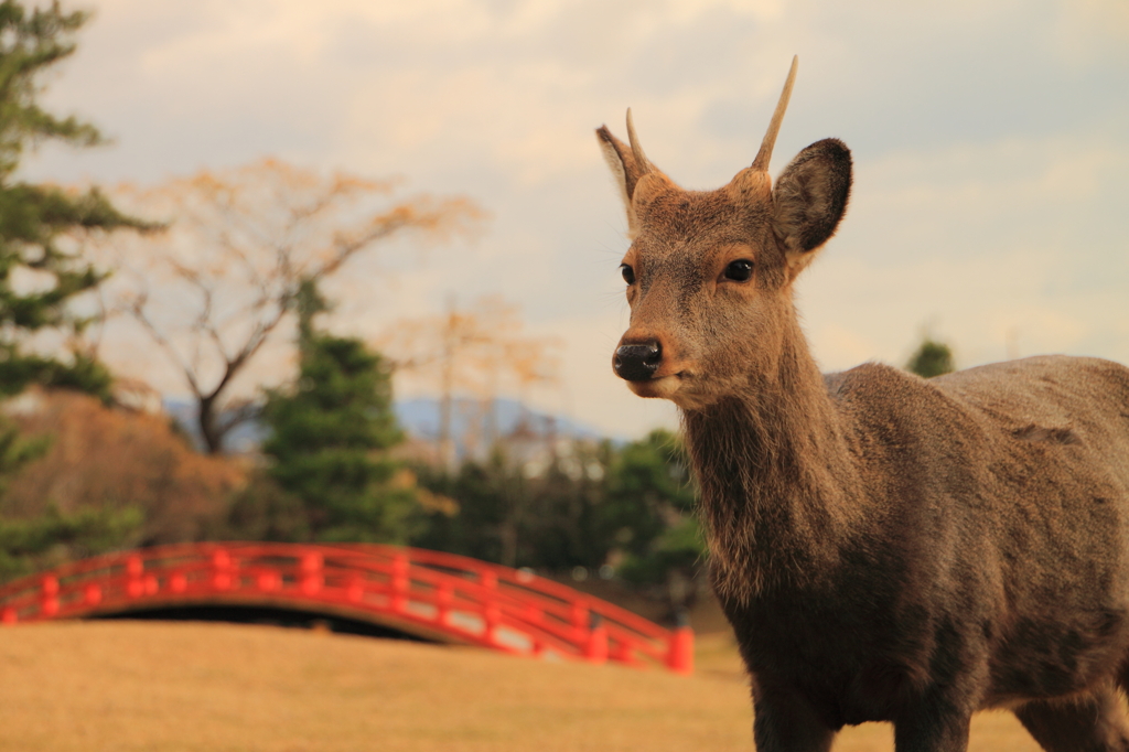 あおによしー夕刻