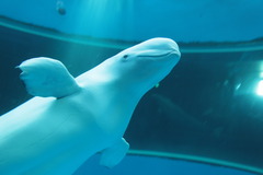 「アンタらが思ってるほど、いつもご機嫌ってワケじゃないんだけどね」