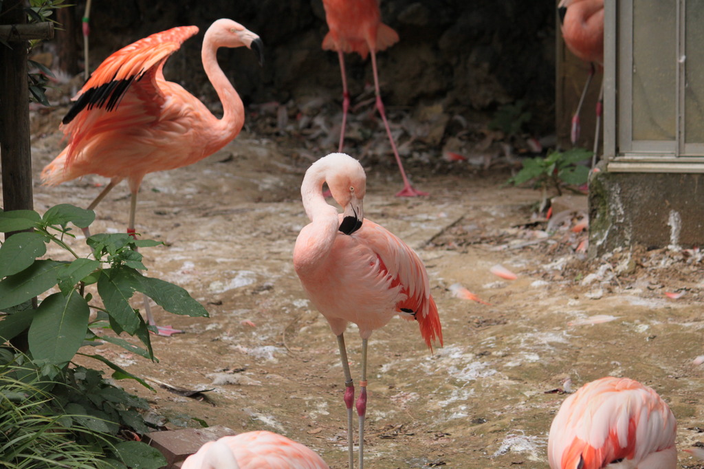 フラミンゴ（野毛山動物園）