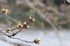 もう、咲いてもいいですか
