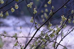 テルテル坊主の群れ