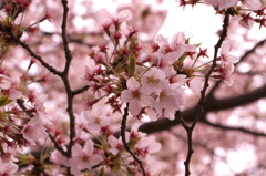 桜・井の頭公園4/9