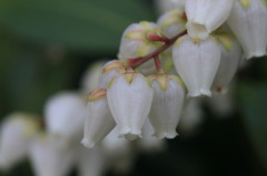 馬酔木（アセビ）