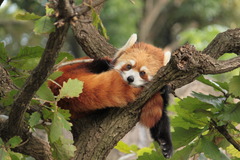 レッサーパンダ