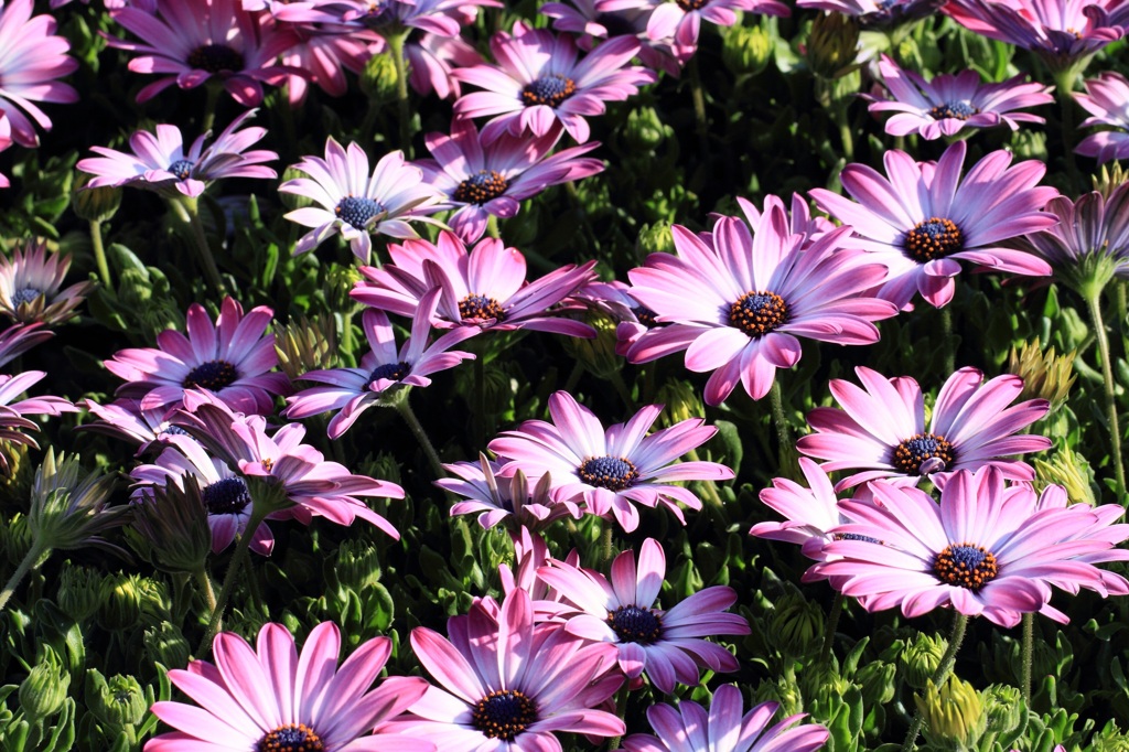 花々