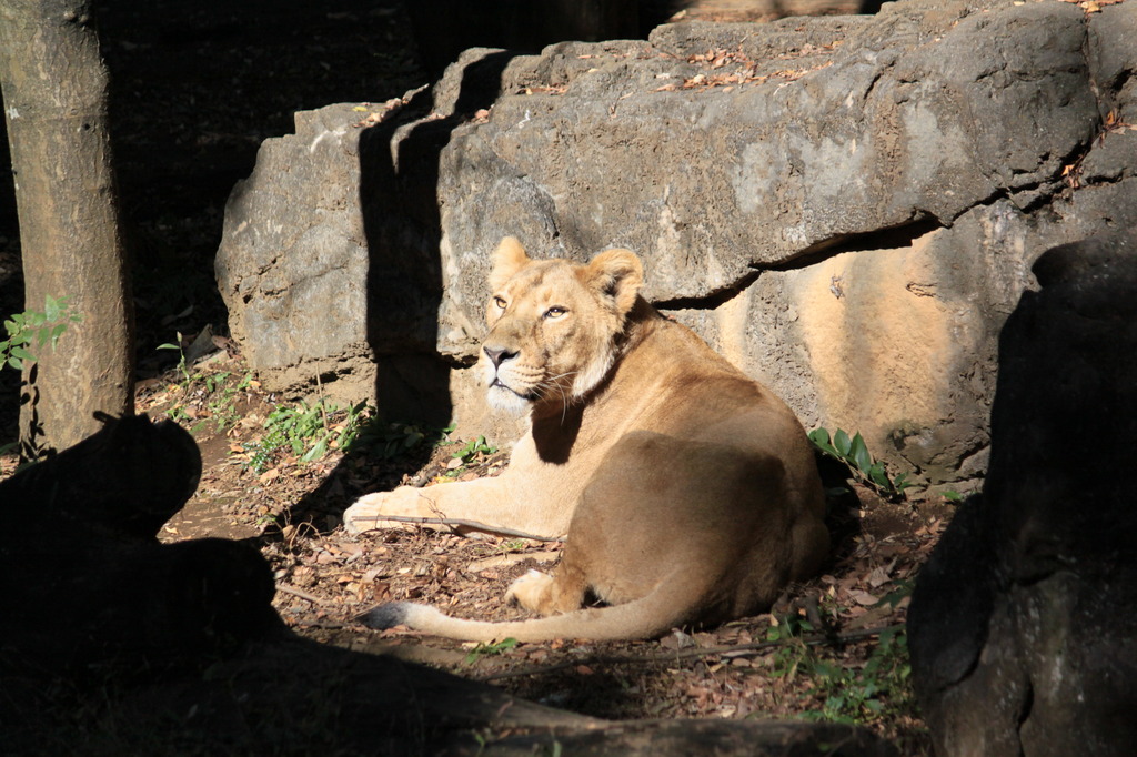 ズーラシアのライオン