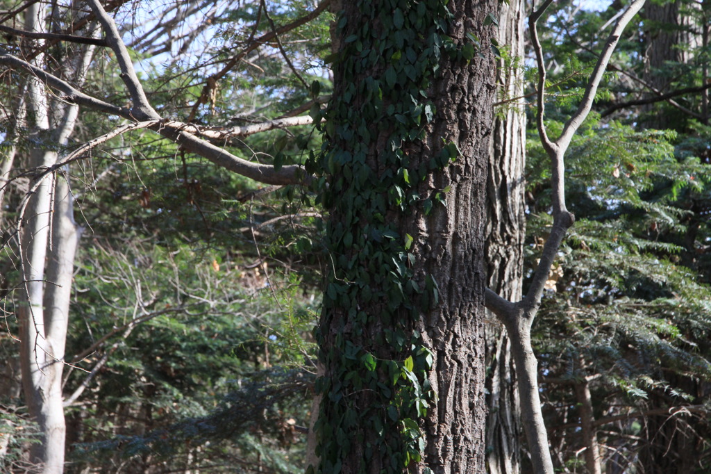 樹の側面につたを伸ばす植物