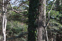 樹の側面につたを伸ばす植物