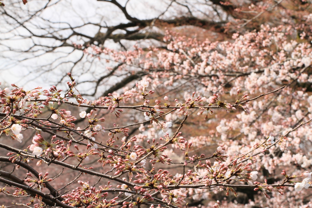 井の頭公園３月２６日