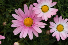 シャンプーハット