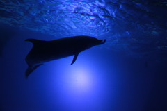 ドルフィン・ファンタジー