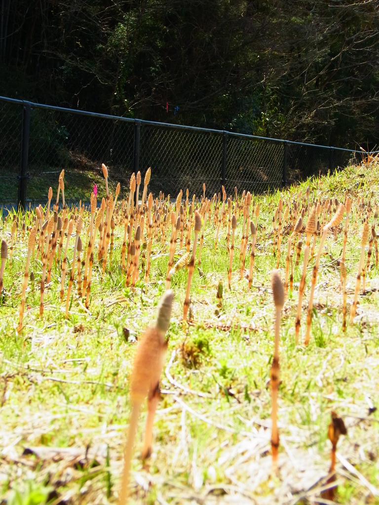 にょっきにょき