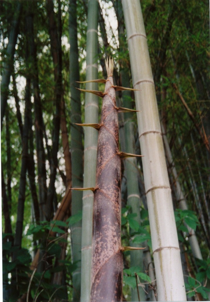 力強く。