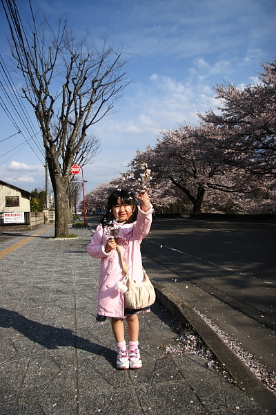 桜吹雪