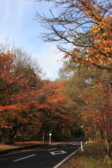 紅葉のI十和田湖の旅