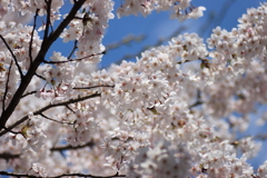 近所の桜！！