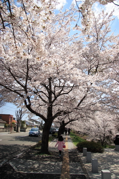 近所の桜！！