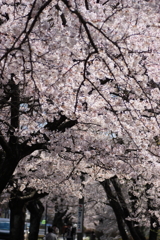 近所の桜！！