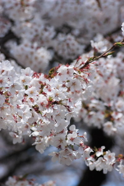 近所の桜！！