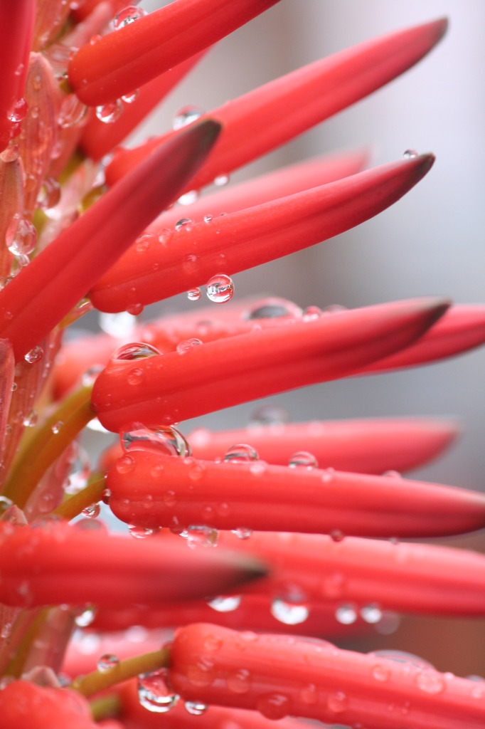 アロエの花と雨滴