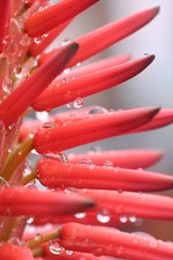 アロエの花と雨滴