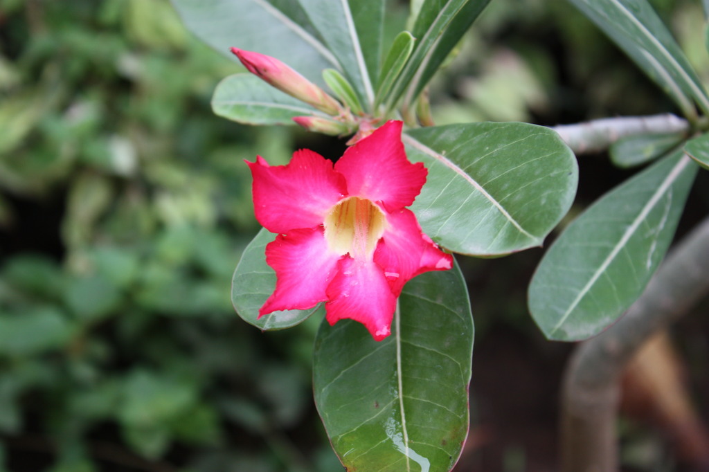 名前がわからない　お花です