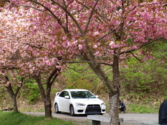 evo10と八重桜