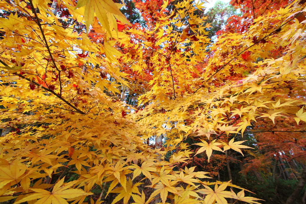 光明寺紅葉(2)