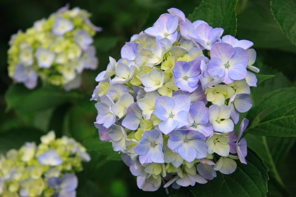 松尾大社紫陽花(2)