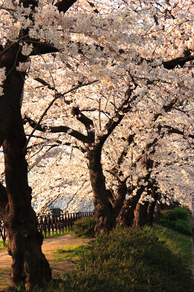 天神川の夕桜