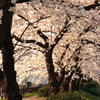 天神川の夕桜