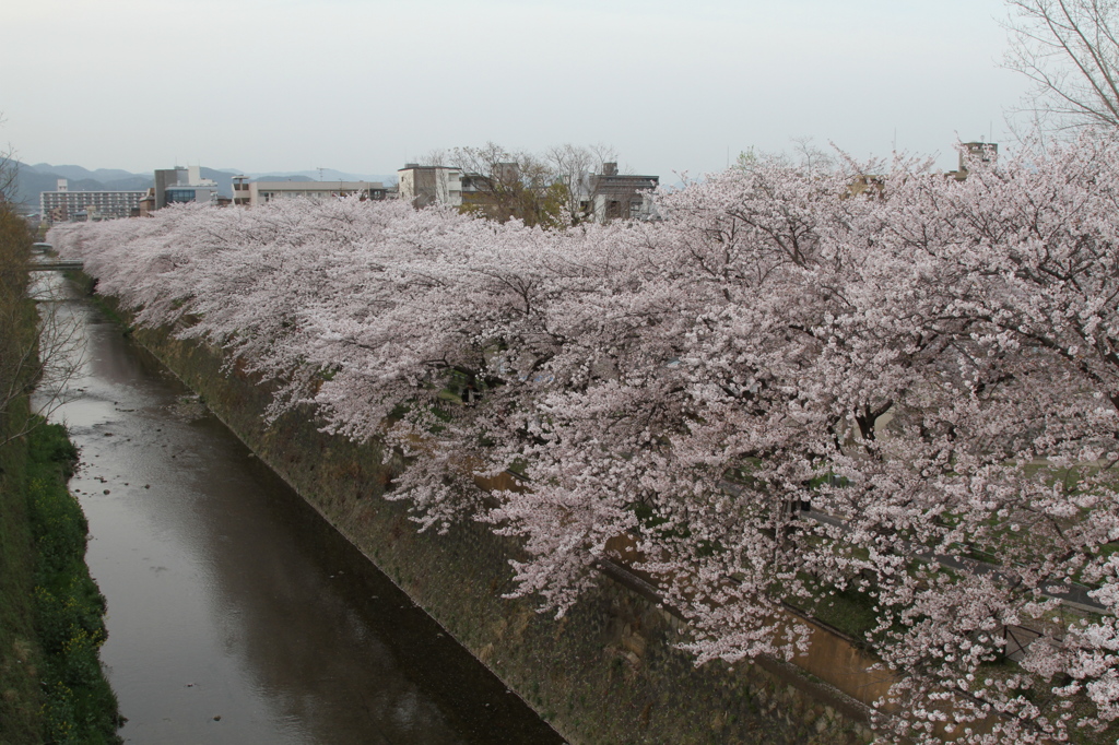 天神川の桜