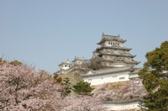 姫路城の桜