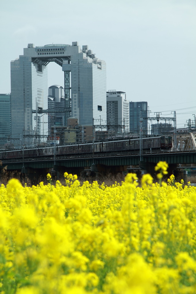 梅田スカイビルと菜の花