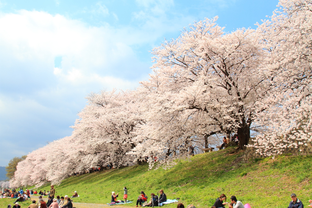 淀川河川公園背割堤の桜