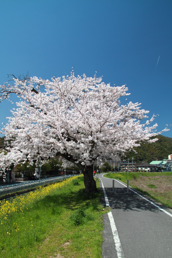 桂川サイクリングロード