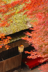 嵯峨鳥居本紅葉