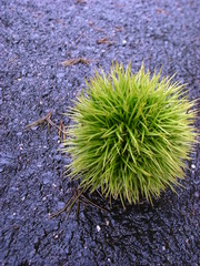 kuri