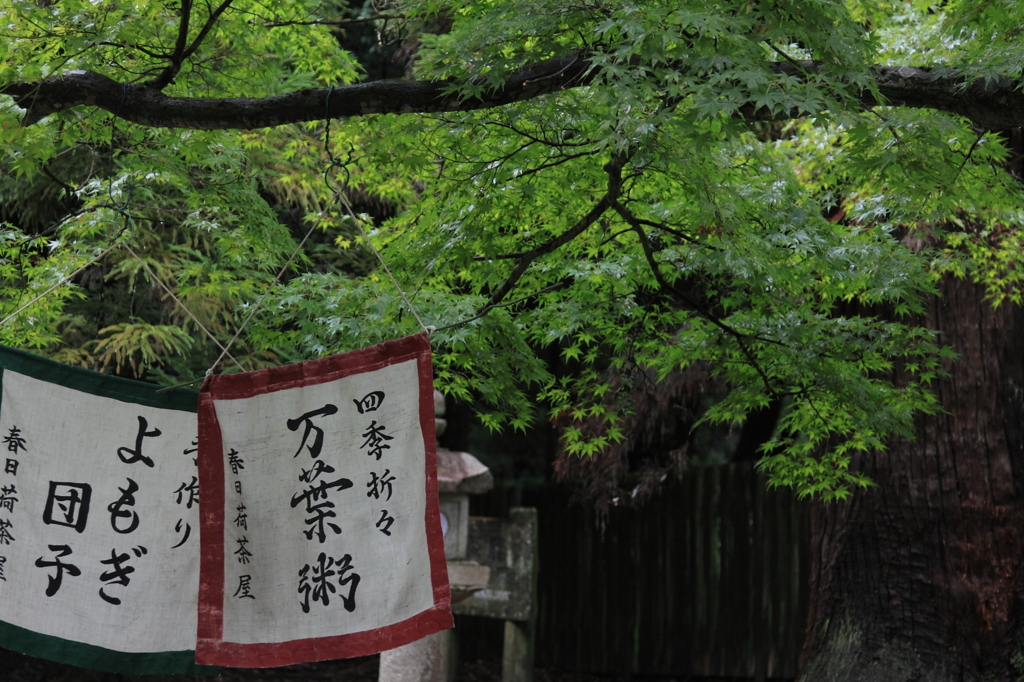 春日大社の森