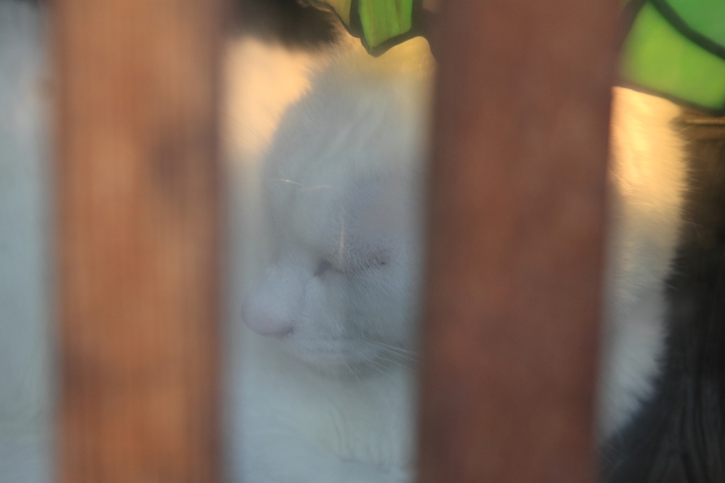 猫の喫茶店