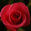 薔薇