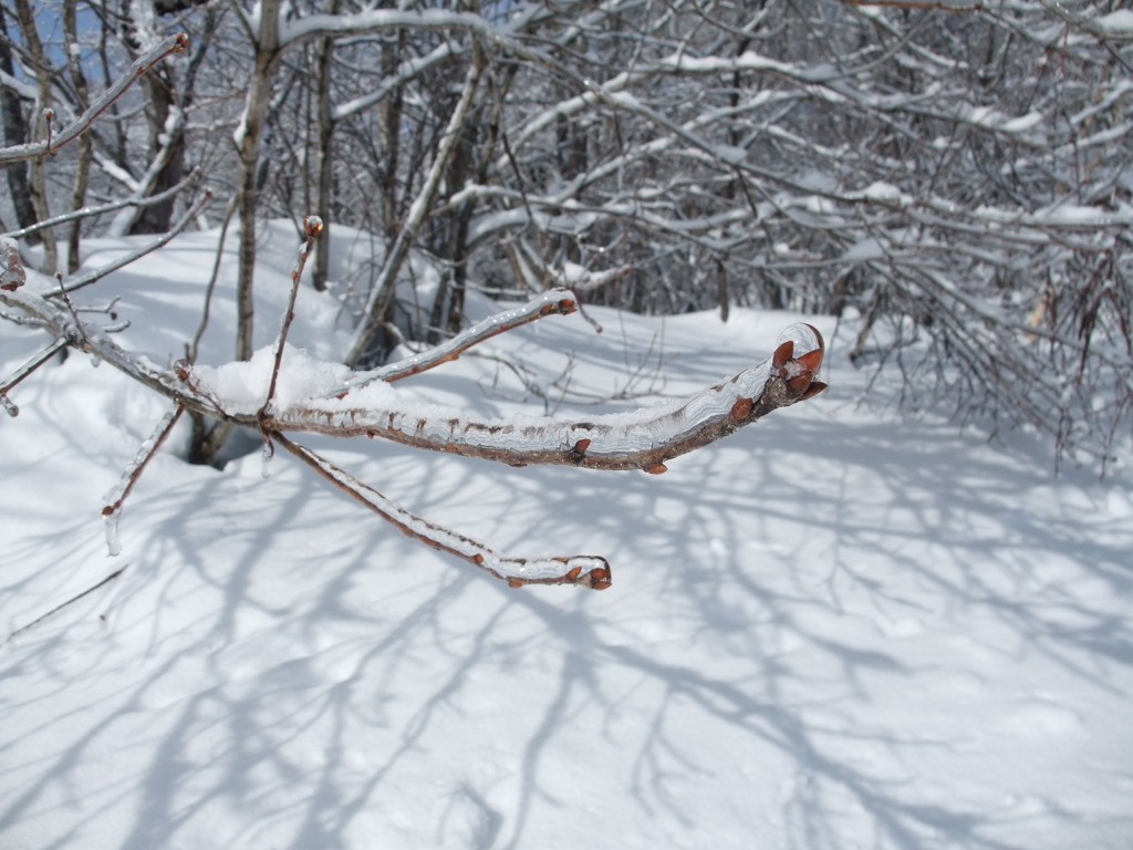 白馬の樹氷
