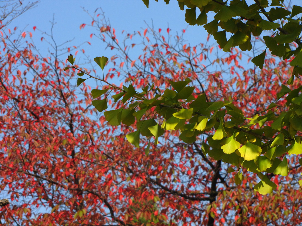 銀杏の紅葉