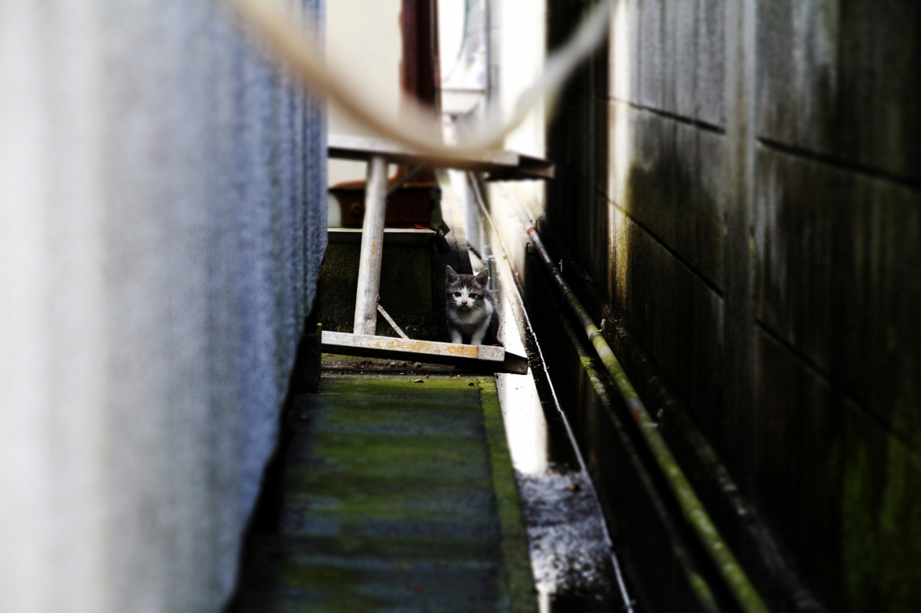 迷子の子猫