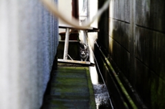 迷子の子猫