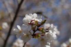 sakura