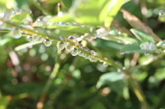 雨上がり