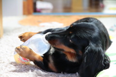 愛犬