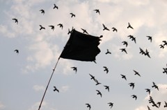鳩