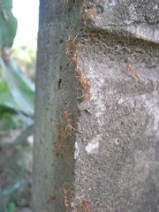 red ants